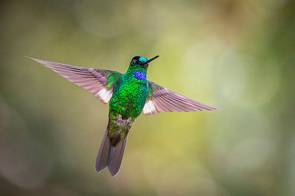 Buff-winged Starfrontlet