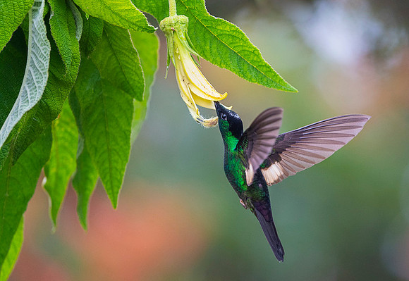 Buff-winged Starfrontlet