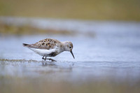 Dunlin
