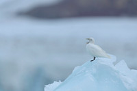 Ivory Gull