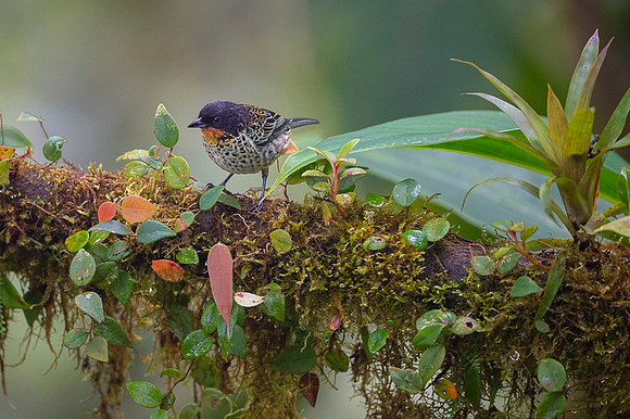 Rufous-throated Tanager