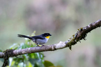 White-naped Bushfinch