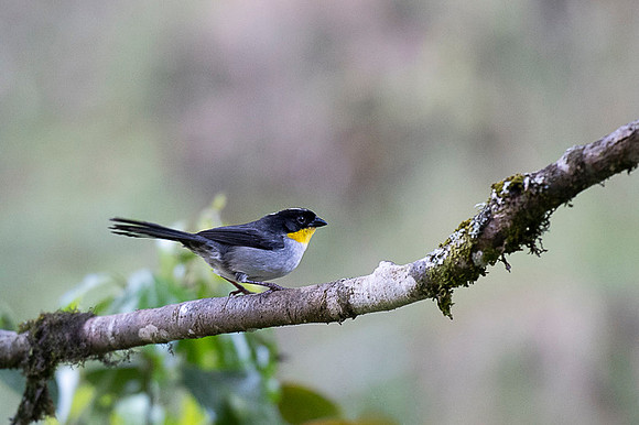 White-naped Bushfinch