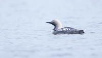 Pacific loon