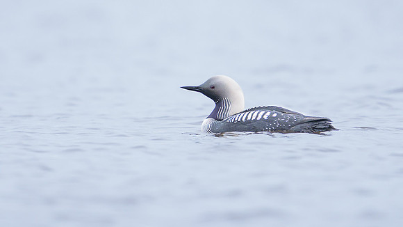 Pacific loon
