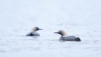 Pacific loon