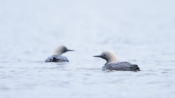 Pacific loon