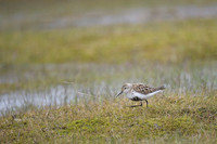 Dunlin