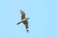 Common Nighthawk