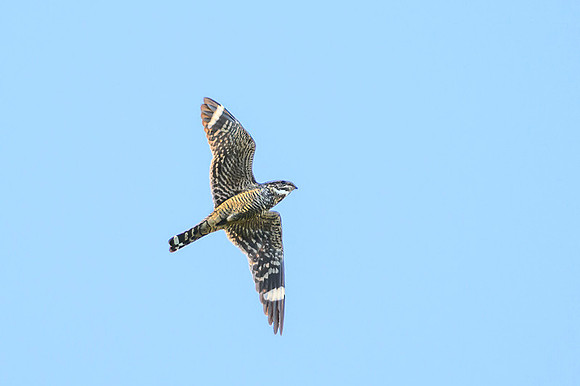Common Nighthawk