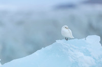 Ivory Gull