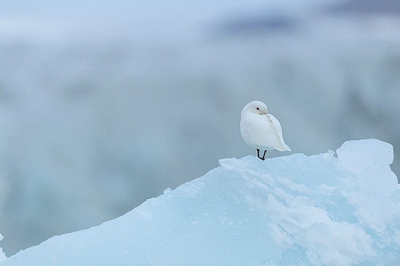 Ivory Gull