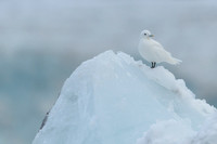 Ivory Gull