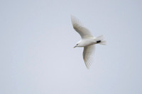 Ivory Gull