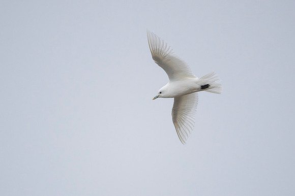 Ivory Gull