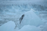 Ivory Gull