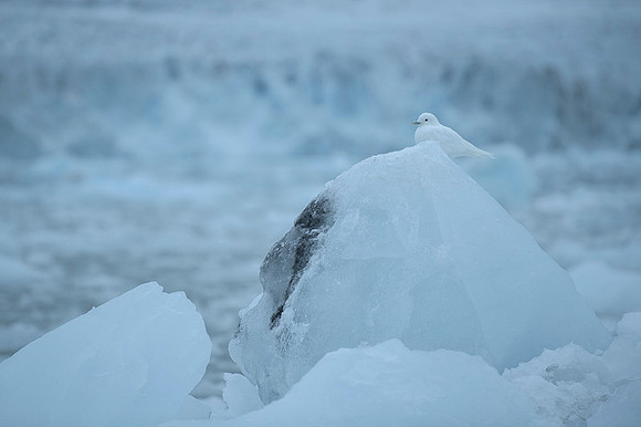 Ivory Gull
