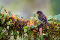 Rufous-throated Tanager