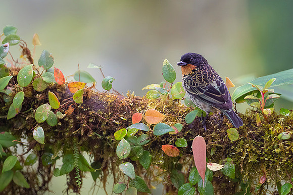 Rufous-throated Tanager