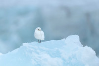 Ivory Gull