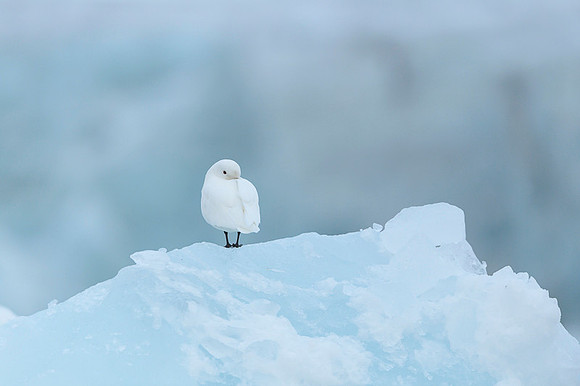 Ivory Gull