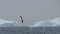 Greay-headed Albatross