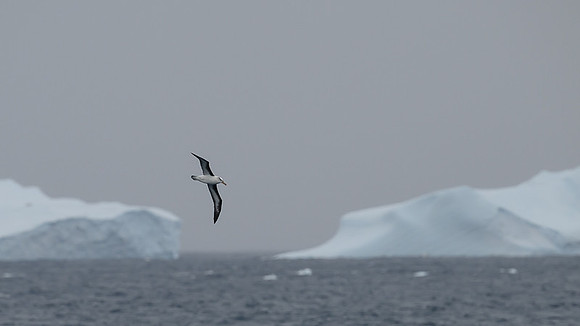 Greay-headed Albatross