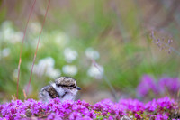 Common ringed plover  Sieweczka obrożna