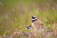 Common ringed plover  Sieweczka obrożna