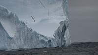 Greay-headed Albatross