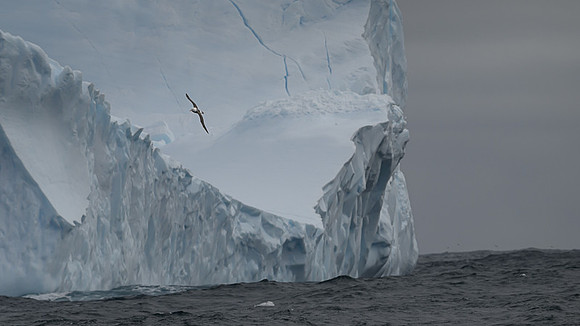 Greay-headed Albatross