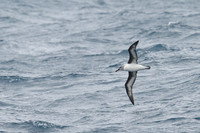 Greay-headed Albatross