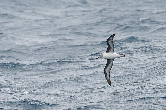 Greay-headed Albatross