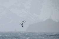 Greay-headed Albatross