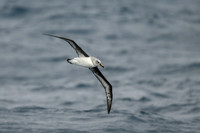 Greay-headed Albatross