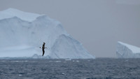 Greay-headed Albatross