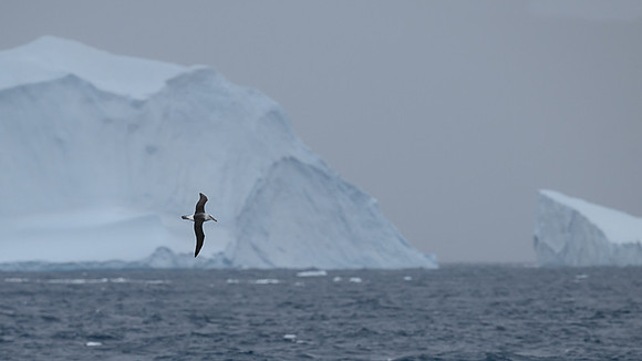 Greay-headed Albatross