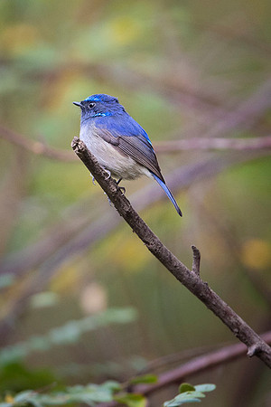 Small niltava