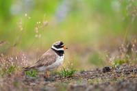 Common ringed plover  Sieweczka obrożna