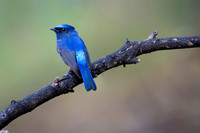 Small niltava