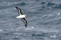 Greay-headed Albatross