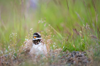 Common ringed plover  Sieweczka obrożna