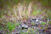 Common ringed plover  Sieweczka obrożna