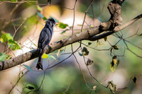 Black bulbul