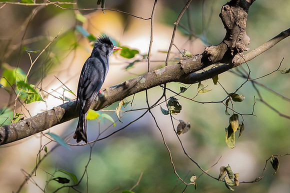 Black bulbul