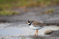 Common ringed plover  Sieweczka obrożna