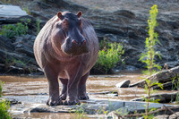 Hippo