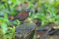 Chestnut-backed Antbird