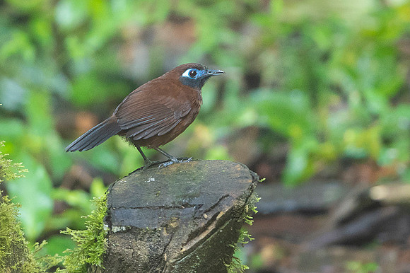Chestnut-backed Antbird