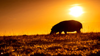 Hippo